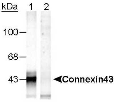 Western Blot: Connexin 43/GJA1 [p Ser368] Antibody [NB100-722]